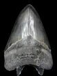 Beautiful, Megalodon Tooth - Serrated Blade #62869-2